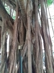 Ficus microcarpa