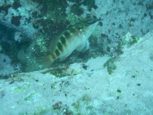 Hypoplectrodes maccullochi