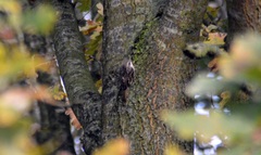 Certhia brachydactyla