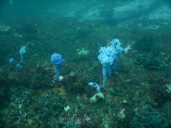 Halisarca australiensis