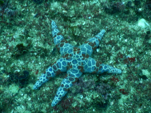 Plectaster decanus