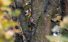 Certhia brachydactyla