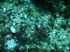 Clavelina meridionalis