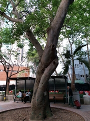 Crateva unilocularis