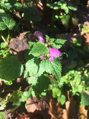 Lamium maculatum