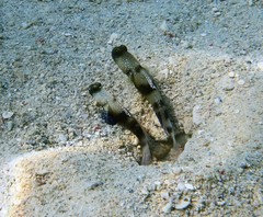 Cryptocentrus cinctus