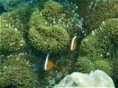 Amphiprion sandaracinos