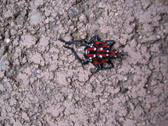 Lycorma delicatula