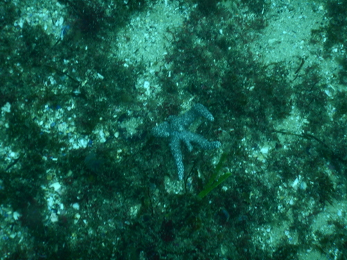 Capnella gaboensis