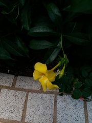 Allamanda cathartica