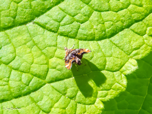 Skullcap Skeletonizer Moth photo 4