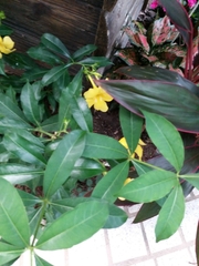 Allamanda cathartica
