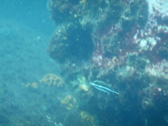 Canthigaster callisterna