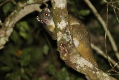 Pseudochirops archeri