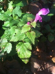 Lamium maculatum