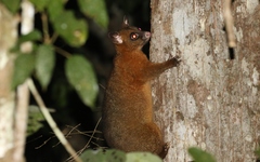 Trichosurus johnstonii