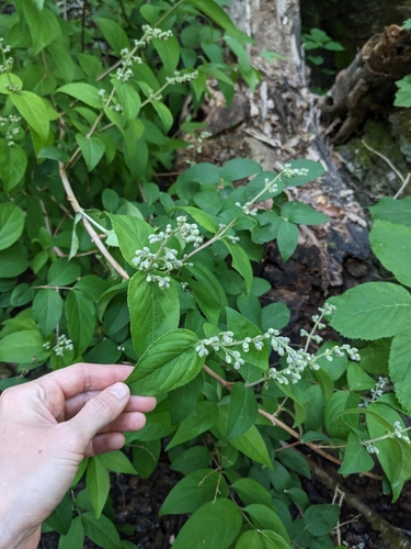 Deutzia crenata