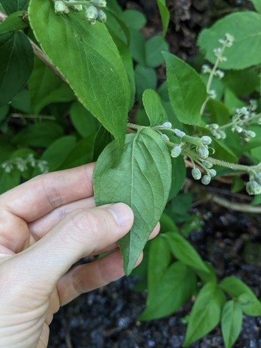 Image of Deutzia crenata by (c) Alaina Krakowiak, some rights reserved (CC BY)