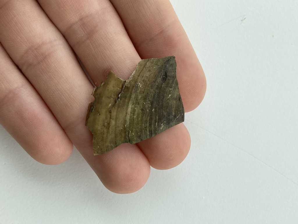River Mussels from Boeuf Creek, Colter's Landing Access, MO on May 6