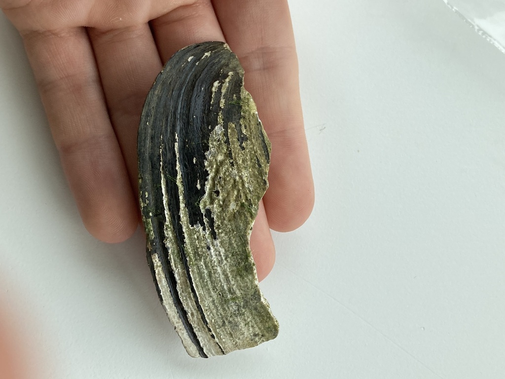 River Mussels from Boeuf Creek, Colter's Landing Access, MO on May 6