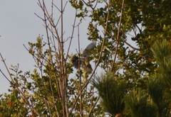 Turdus pilaris