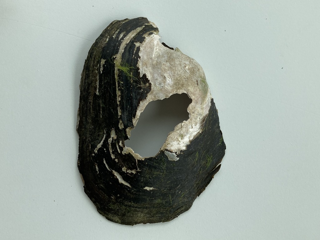 Pink Heelsplitter from Boeuf Creek, Colter's Landing Access, MO on May