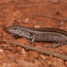 White's Skink - Photo (c) Rolf Lawrenz, some rights reserved (CC BY), uploaded by Rolf Lawrenz