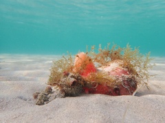 Pyuridae