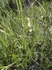 Toxicoscordion venenosum venenosum