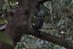 Streptopelia semitorquata