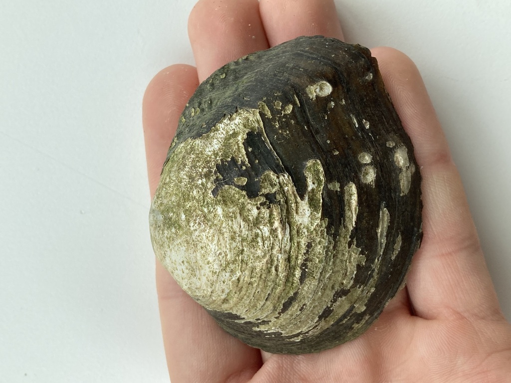 Mapleleaf from Boeuf Creek, Colter's Landing Access, MO on May 6, 2023