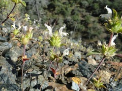 Acanthomintha lanceolata