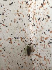 Acanthosoma spinicolle