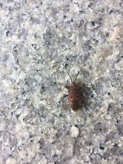 Urochela quadrinotata