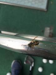 Vespula flaviceps