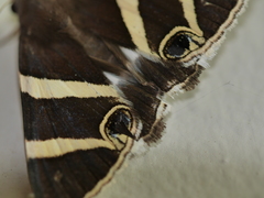 Grammodes ocellata