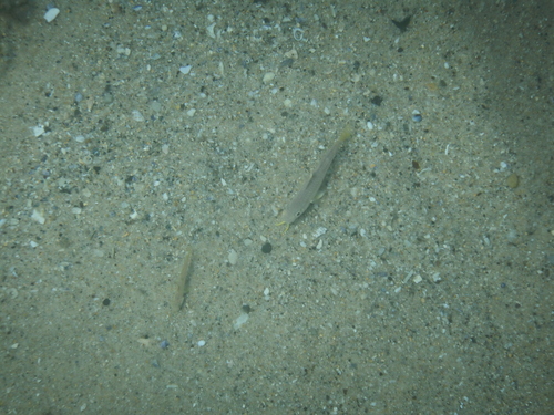 Upeneichthys lineatus