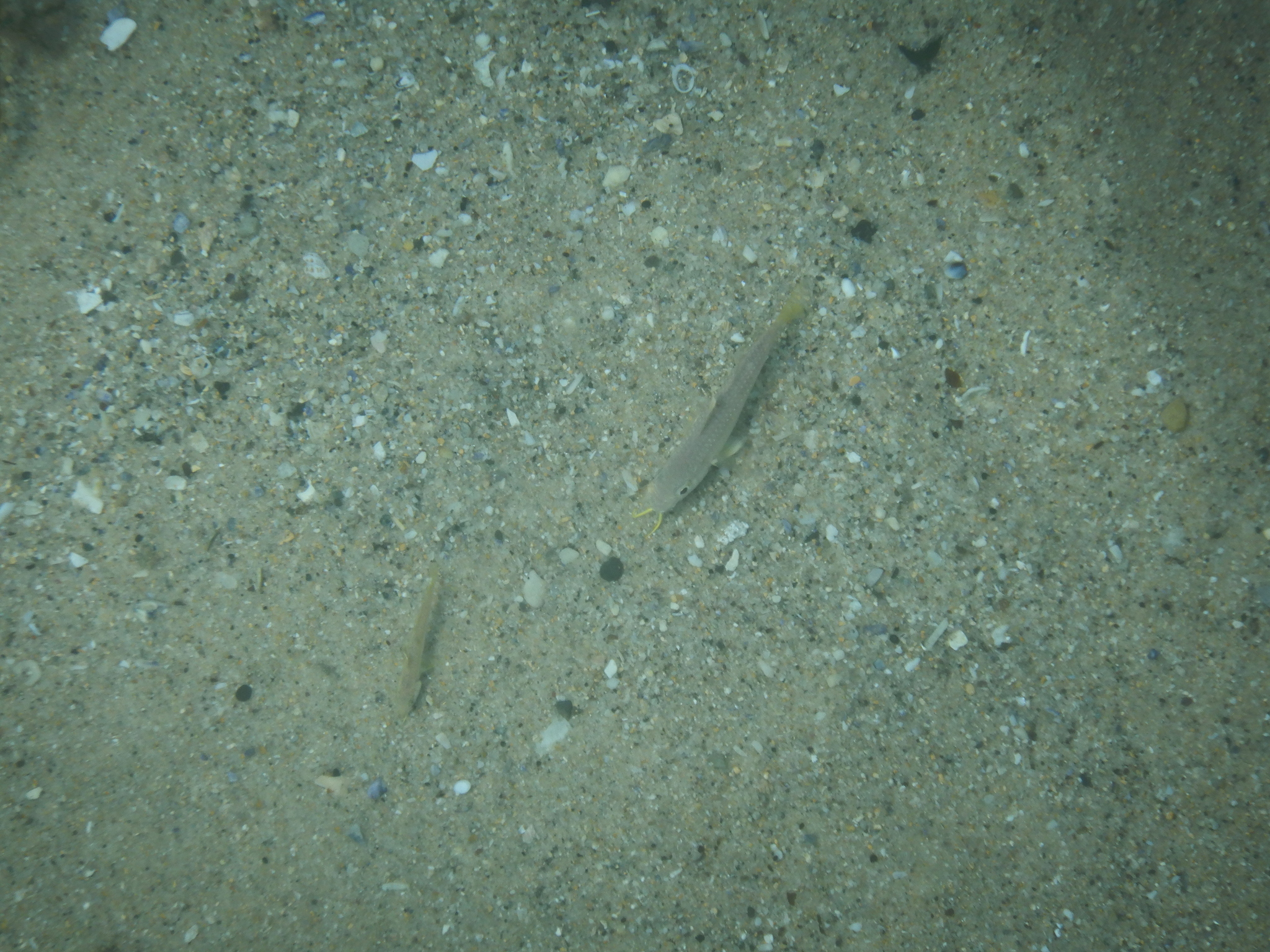 aahuruhuru, ahuruhuru, blåstribet mulle, blue-lined goatfish, blue-spotted goatfish, bluespotted goatfish, bluestriped goatfish, blue-striped mullet, blue-striped red mullet, goatfish, red mullet, 紅似緋鯉, 红似绯鲤, 蓝点似绯鲤, 藍點似緋鯉