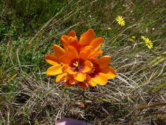 Ixia calendulacea