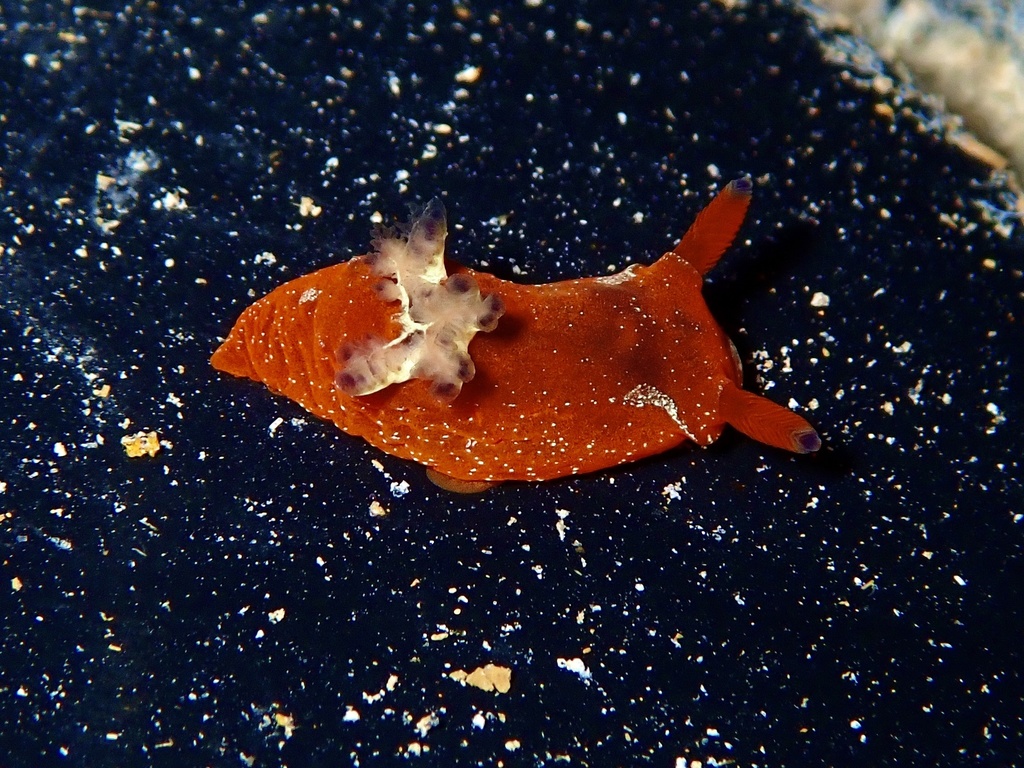 Martadoris limaciformis