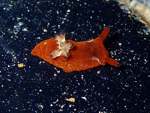 Martadoris limaciformis — seen at this dive site