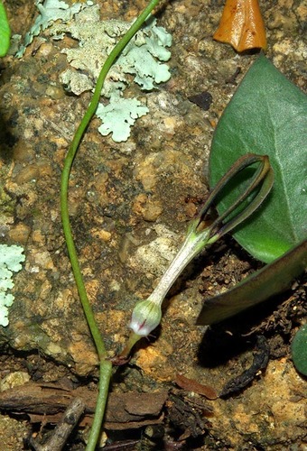 Ceropegia linearis image