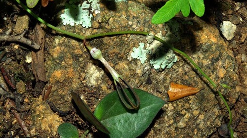 Ceropegia linearis image