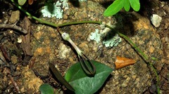 Ceropegia linearis subsp. linearis image