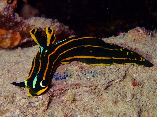 Orange-lined Tambja — seen at this dive site