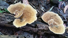Trametes flavida