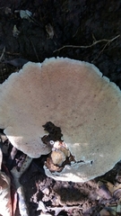 Trametes flavida