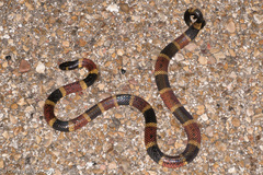 Micrurus tener tener