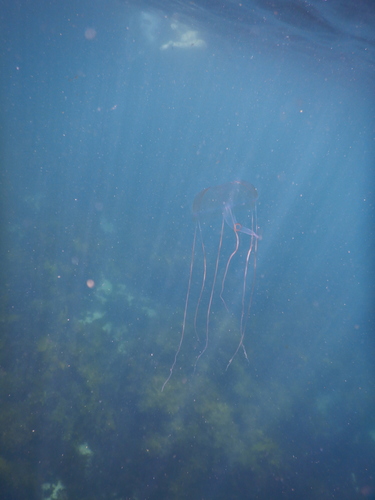 Geryonia proboscidalis