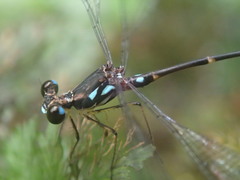 Allolestes maclachlanii